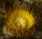 Close Up Barrel Cactus Bloom