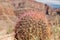 Close up of barrel cactus growing in grand canyon