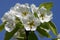 Close up of a Bartlett Pear Blossoms