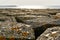 Close-up of basalt stones in front of seascape