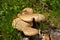 Close up of a basidiomycete bracket fungus also called Polyporus squamosus, Dryad`s saddle, Pheasant`s back mushroom or Schuppig