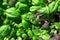 Close-up basil greens with selective focus background. Vegetable garden grow. Organic eco