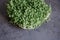 Close-up of basil microgreens on gray background.
