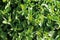 Close up of basil mint plant