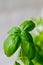 Close-up of basil Ocimum basilicum