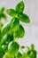 Close-up of basil Ocimum basilicum