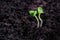 Close-up of basil sprouts. Macro of growing basil seedlings. Vegan and healthy eating concept