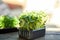 Close up of basil sunflower in the box, sprouting microgreens