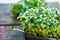 Close up of basil sunflower in the box, sprouting microgreens