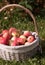 Close-up of a basket with collected apples standing on the grass.
