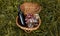 Close up of basket grape fruits, glass of rose wine on green grass in garden. Summer weekend outdoor.