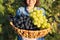 Close-up basket with green and blue grapes in hands of woman