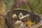 Close-up basket in hands of mushroom hunter