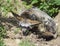 Close up Bat-eared fox, Otocyon megalotis lying on a ground and sleeping