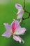 Close up of the Bauhinia Variegata