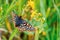 Close up of Bay Checkerspot butterfly Euphydryas editha bayensis ; classified as a federally threatened species, south San