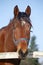 Close-up of a bay horse in winter corral