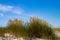 Close up of beach or marram grass, also called Ammophila arenaria or Strandhafer