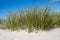 Close up of beach or marram grass, also called Ammophila arenaria or Strandhafer