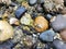 Close up beach rocks and barnacles and crabs