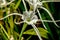 Close up of a beach spider lily blossom