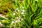 Close up of a beach spider lily bush