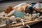 close-up of beachcombing treasures, including shells, driftwood, and sea glass