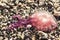 Close up of beached colorful jellyfish layed on shingle beach