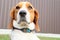 Close-up of Beagle against green grass background. Estonian Hound great hunting dog sitting on the grass in park