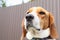 Close-up of Beagle against green grass background. Estonian Hound great hunting dog sitting on the grass in park