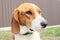 Close-up of Beagle against green grass background. Estonian Hound great hunting dog sitting on the grass in park