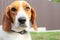 Close-up of Beagle against green grass background. Estonian Hound great hunting dog sitting on the grass in park