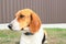 Close-up of Beagle against green grass background. Estonian Hound great hunting dog sitting on the grass in park