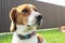 Close-up of Beagle against green grass background. Estonian Hound great hunting dog sitting on the grass in park