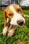 Close-up of Beagle Dog Eating Bone Outside in garden on a grass