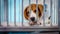 Close up of A beagle dog with elizabeth collar sitting in the cage