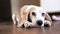 Close up The beagle dog lies on the floor sad, sick, bored and looks up at the owner