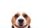 Close up Beagle dog on the white isolated background. Animal and mammal concept. Selective focus on eyes