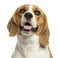 Close-up of a Beagle panting, looking up, isolated