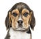 Close-up of a Beagle puppy looking at the camera, isolated