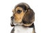 Close-up of a Beagle puppy\'s profile, isolated