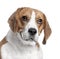 Close-up on a Beagle\'s head (2 years old)
