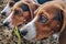 close-up of beagles nose sniffing the ground