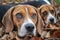 close-up of beagles nose sniffing ground with fallen leaves