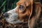 close-up of beagles nose sniffing ground with fallen leaves