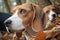 close-up of beagles nose sniffing ground with fallen leaves