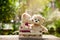 Close up bear kiss lovely brown two teddy bear in wooden box on