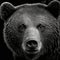 Close-up of a bear\\\'s face in black and white high contrast (generative AI)