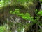 Close up of beard moss and bigleaf maple leaves at hoh rain forest