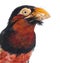 Close-up on a Bearded Barbet